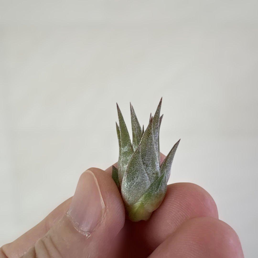 オ*ガ様 イオナンタ ドミンゴズ ストライプス　tillandsia