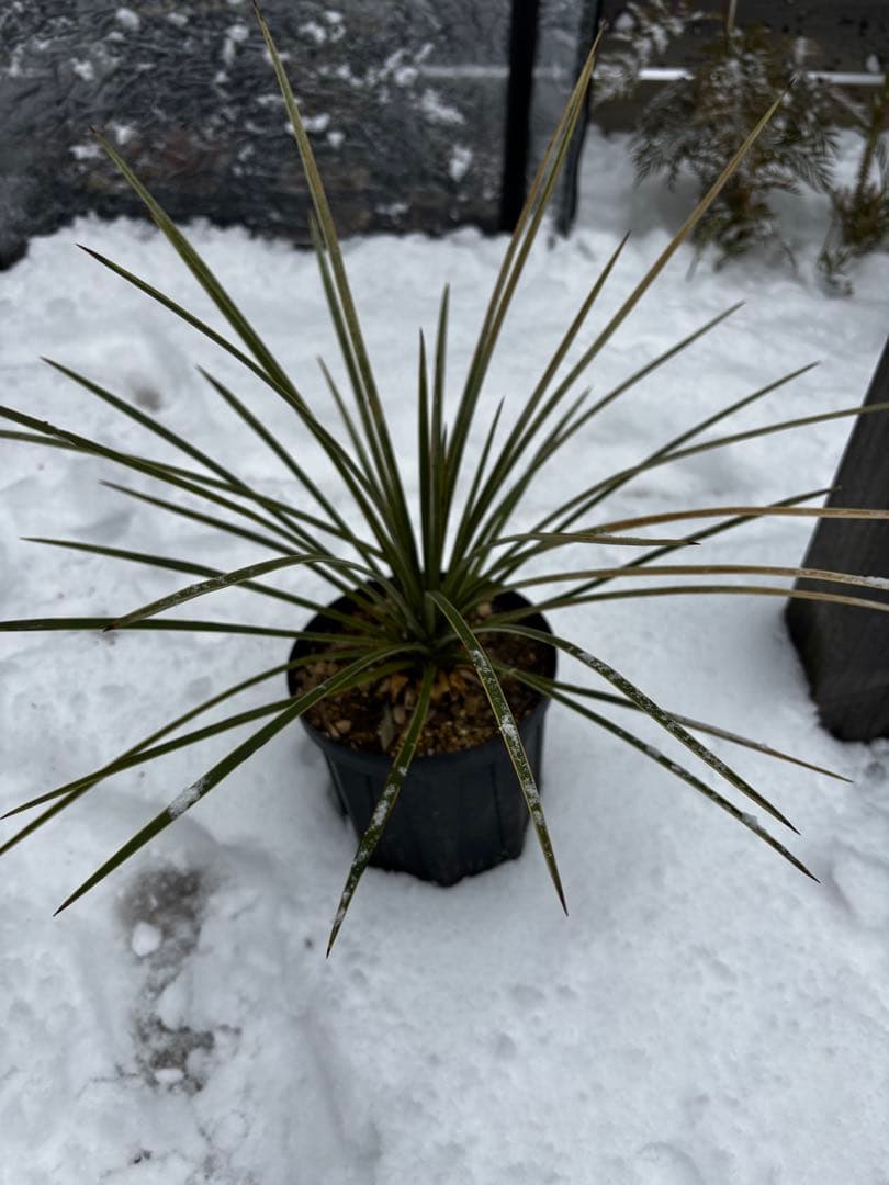 ユッカ　ケレタロエンシス　ワイドリーフ