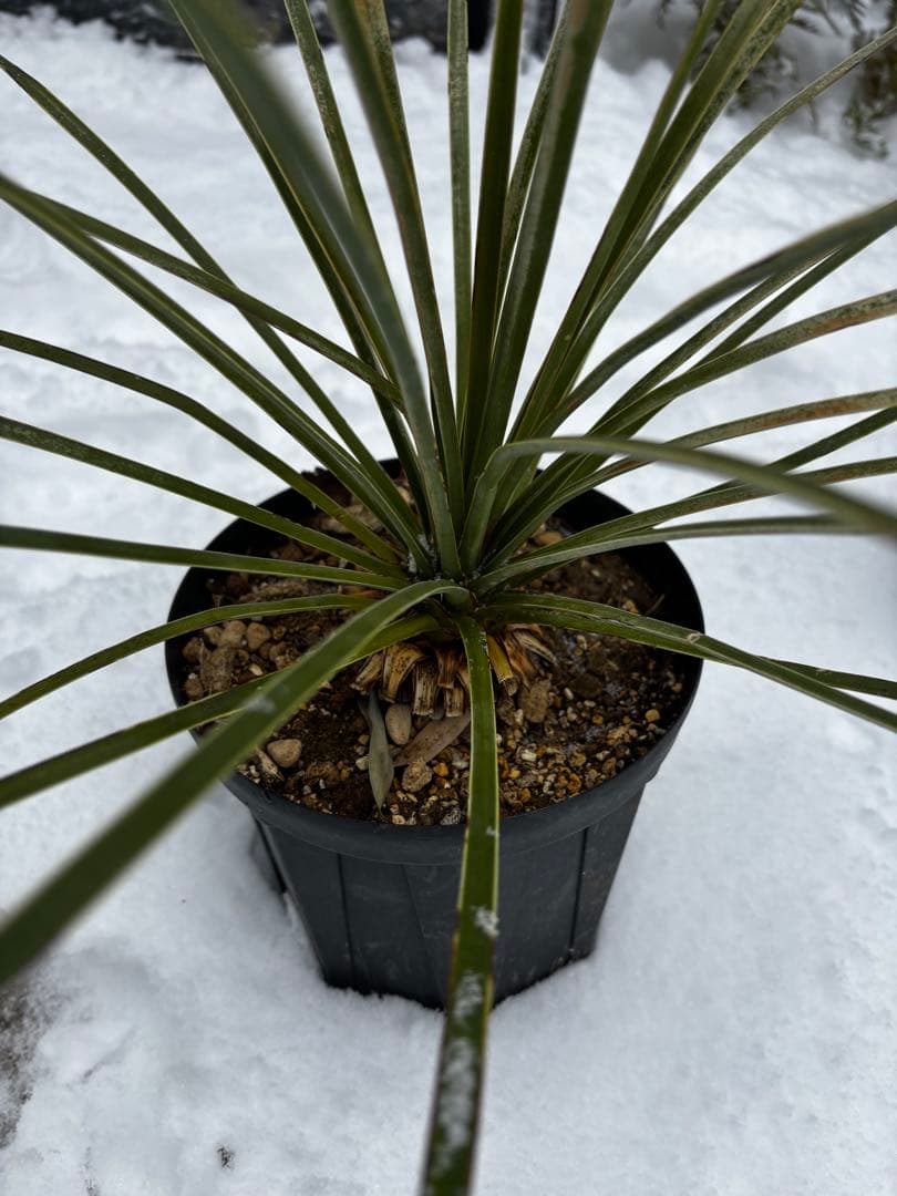 ユッカ　ケレタロエンシス　ワイドリーフ