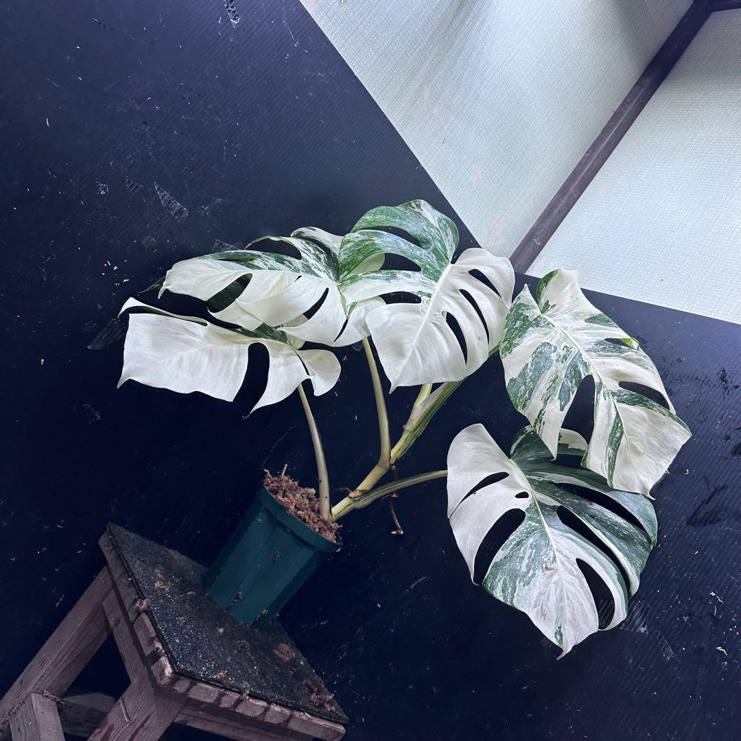 あ*こ様 斑入りモンステラ ホワイトタイガー極美大株62cm白斑多
