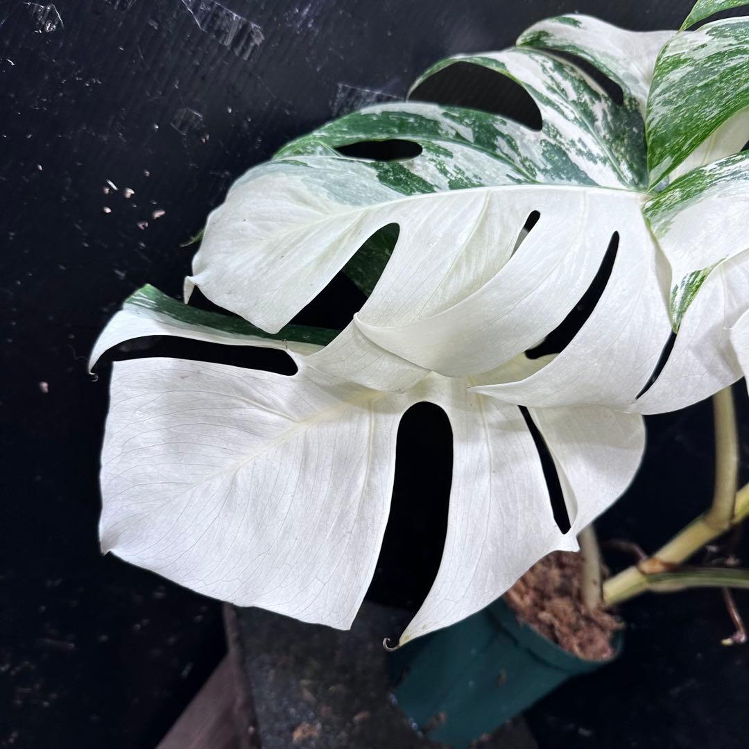あ*こ様 斑入りモンステラ ホワイトタイガー極美大株62cm白斑多