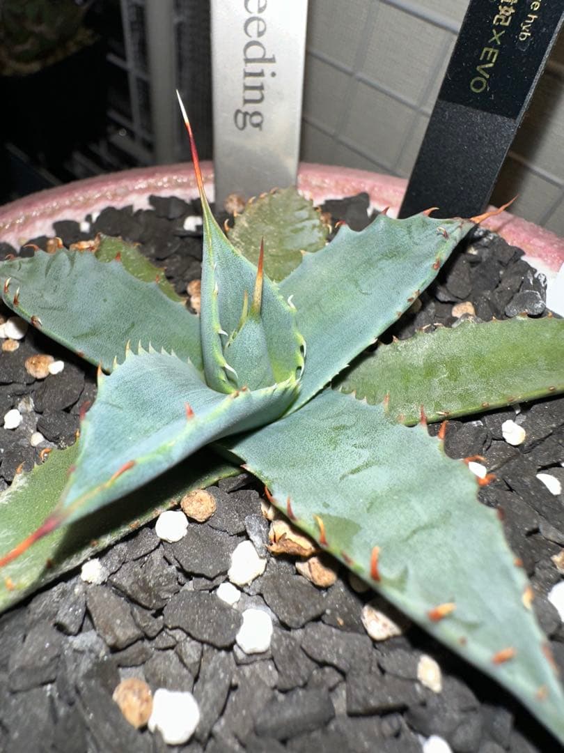 アガベ　ハイブリッド　楊貴妃×エボ妖炎