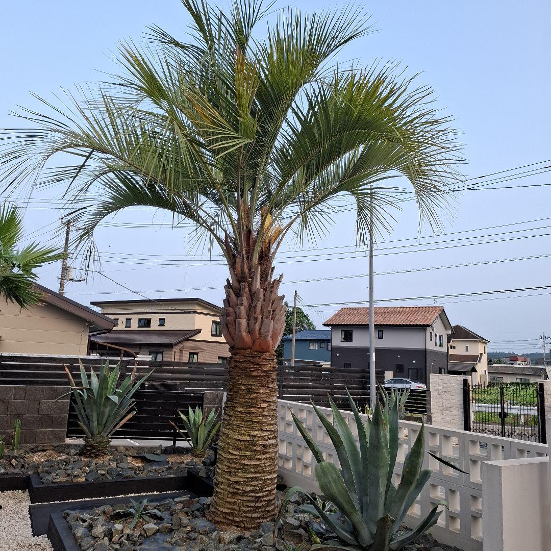 ココスヤシ　5m前後