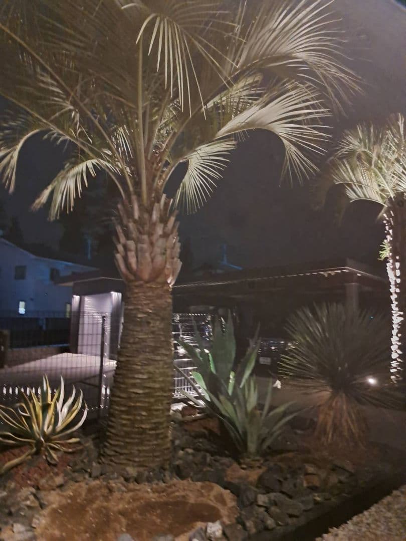 ココスヤシ　5m前後