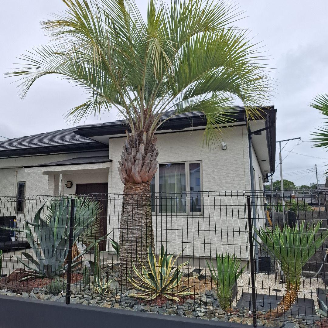 ココスヤシ　5m前後