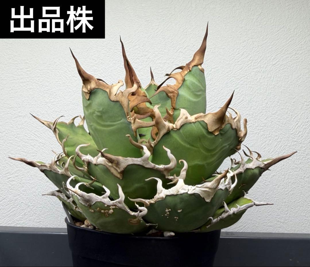 アガベ　シーザー　子株付き　特選株　チタノタ　鉢ごと　メルカリ便