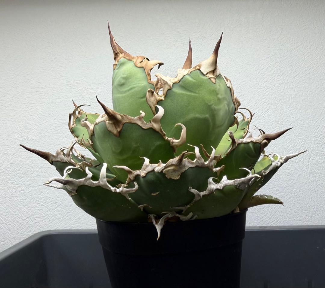 アガベ　シーザー　子株付き　特選株　チタノタ　鉢ごと　メルカリ便