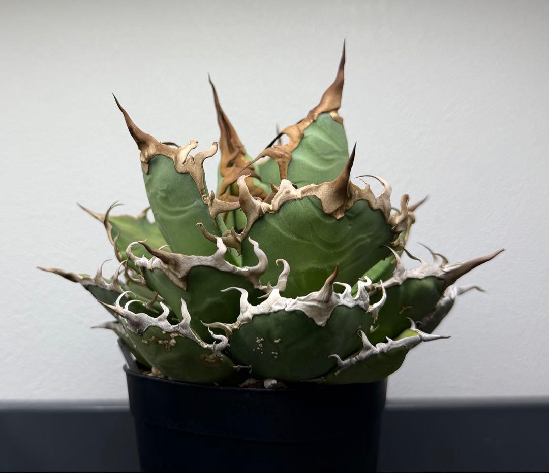 アガベ　シーザー　子株付き　特選株　チタノタ　鉢ごと　メルカリ便