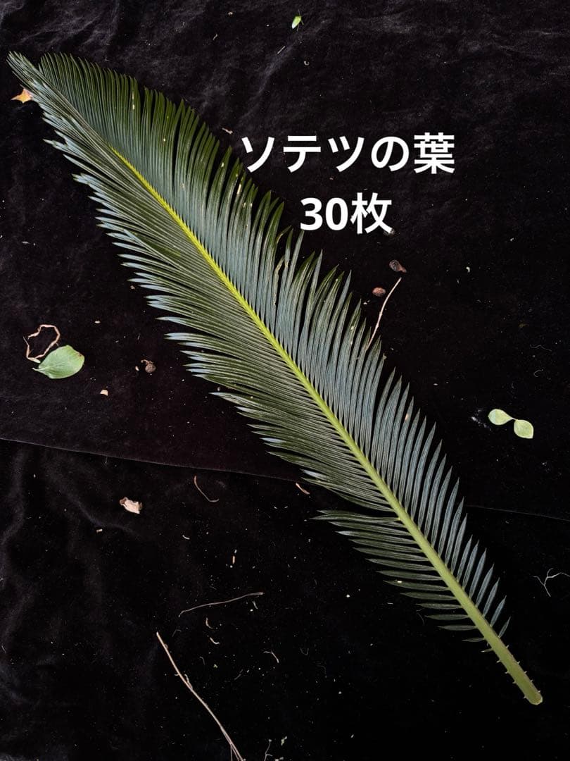 蘇轍葉　ソテツ葉