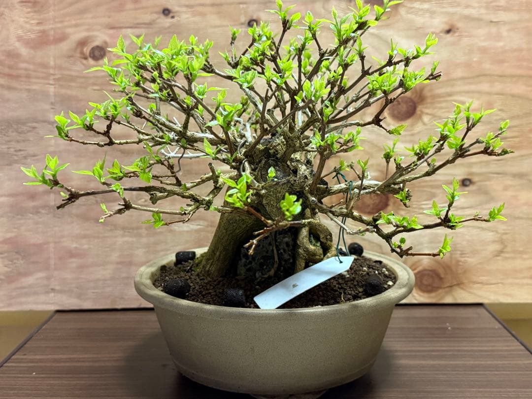 【盆栽】 ✨️超極太✨️ ニオイカエデ 匂い楓 石抱き