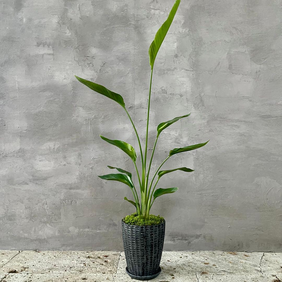 ストレリチア　オーガスタ　天然苔仕立て　陶器鉢　植え込み発送