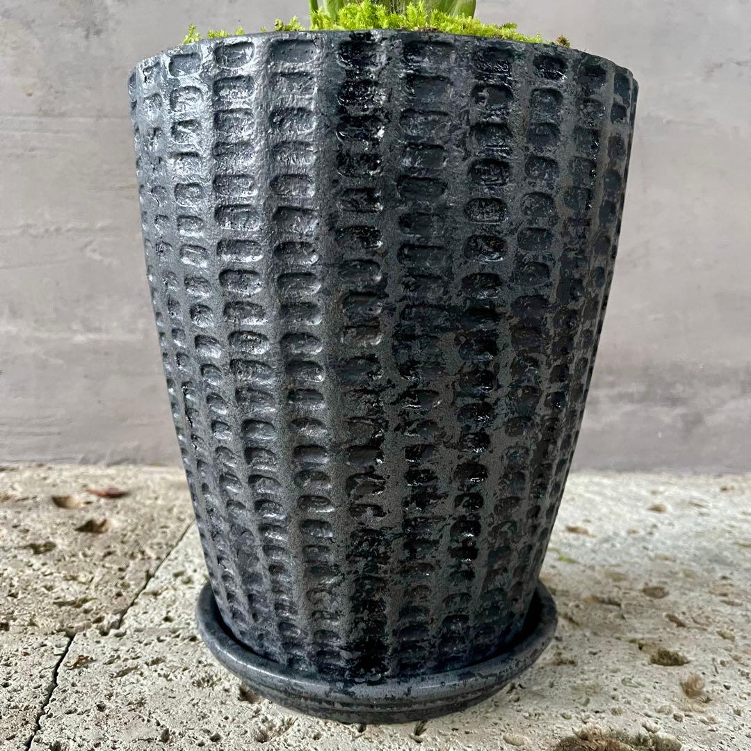 ストレリチア　オーガスタ　天然苔仕立て　陶器鉢　植え込み発送