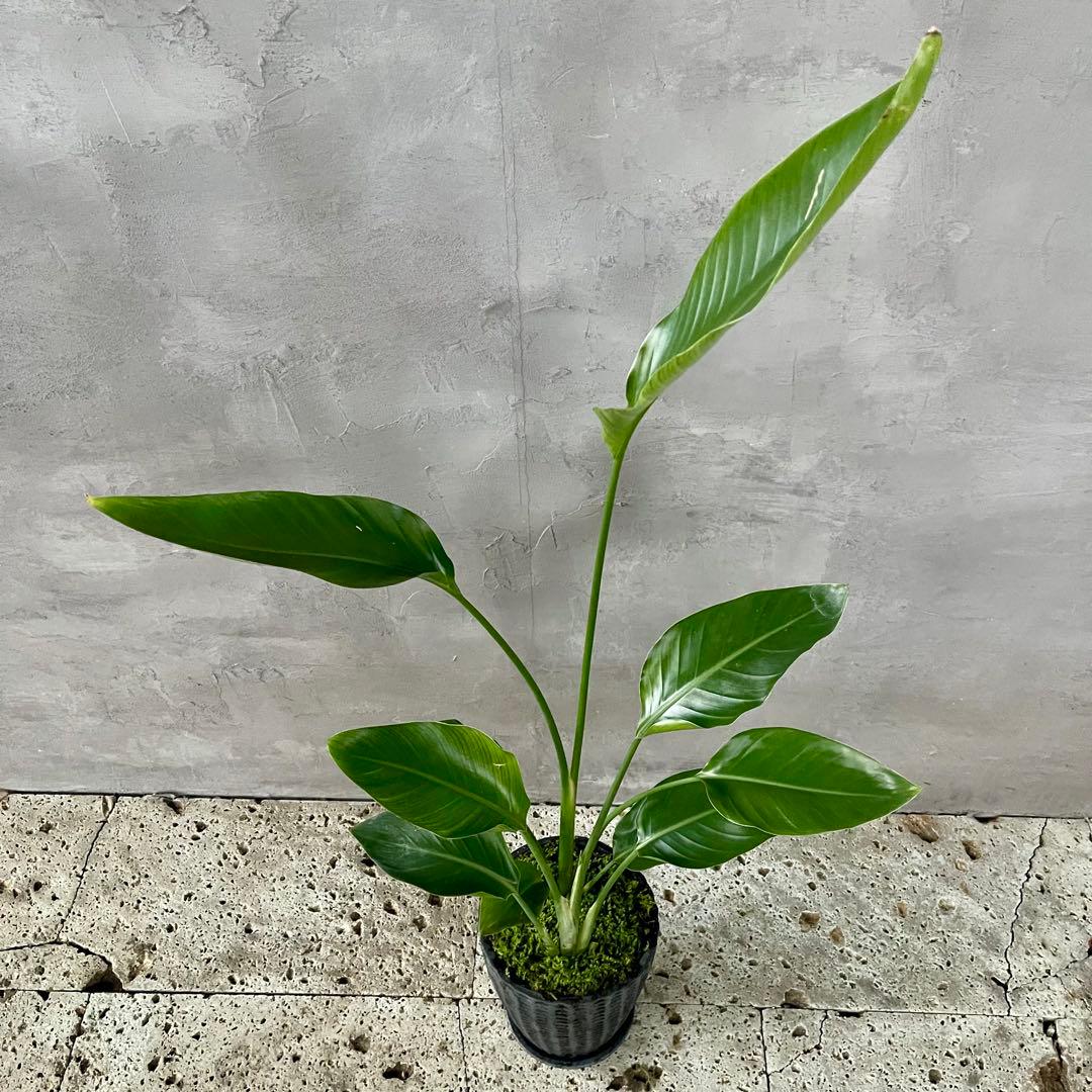 ストレリチア　オーガスタ　天然苔仕立て　陶器鉢　植え込み発送