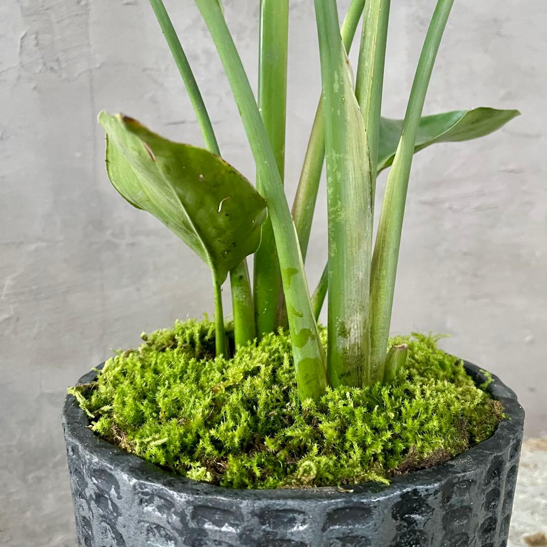 ストレリチア　オーガスタ　天然苔仕立て　陶器鉢　植え込み発送