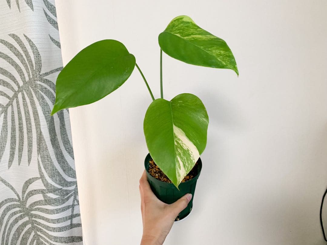 モンステラ　ボルシギアナ　オーレア