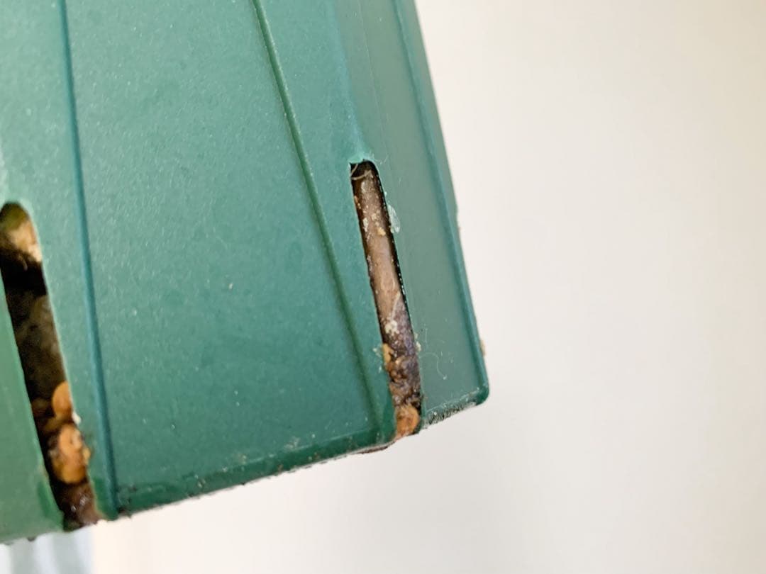 モンステラ　ボルシギアナ　オーレア