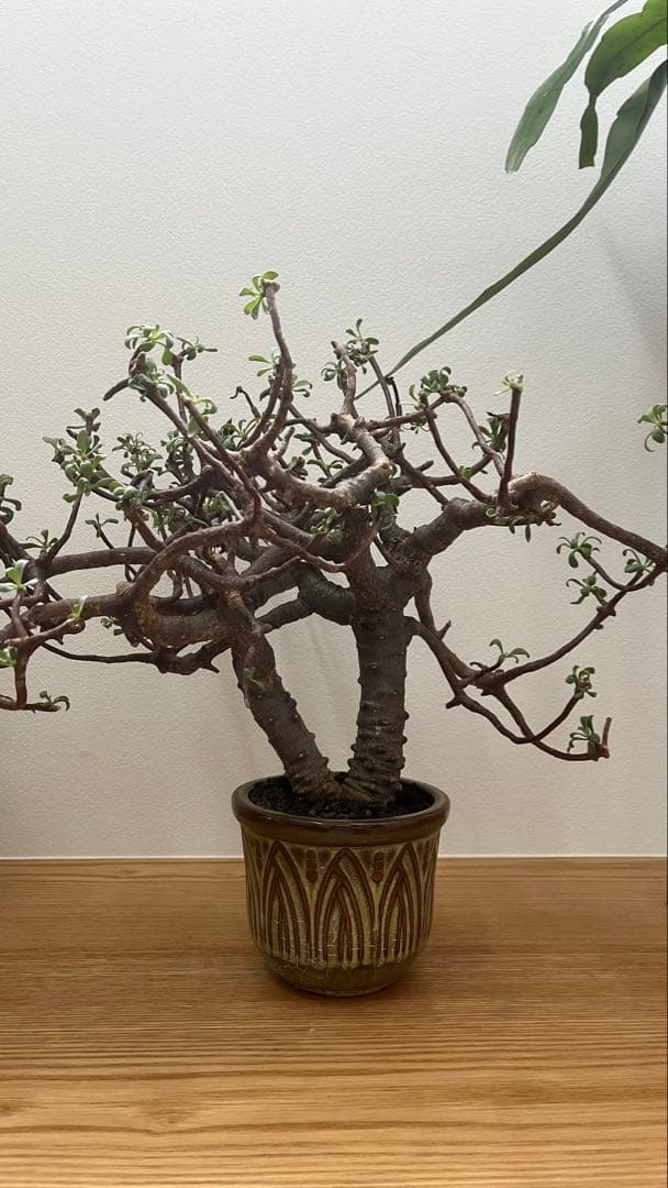 オントナ　アルブスクラ　灌木　塊根植物　冬型　現地球　インドアジャングル