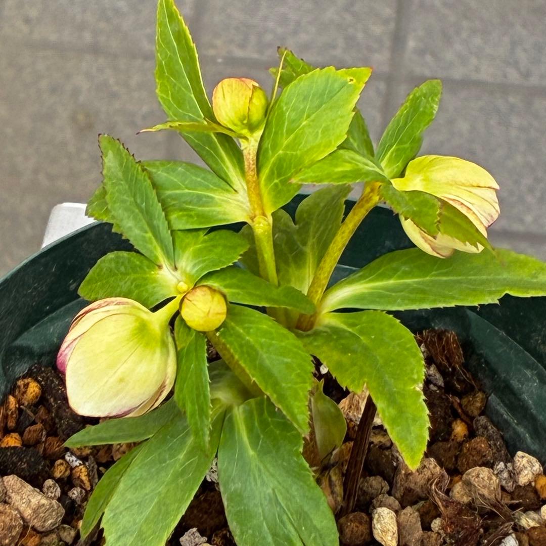 も*読様 3501☘️蕾花タグ付☘️糸ピコSD⭐️イエローフジタ⭐️小輪⭐️オー