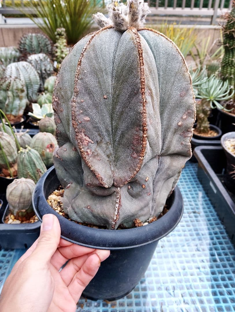 特大 古株 アストロフィツム ランポー 鸞鳳玉