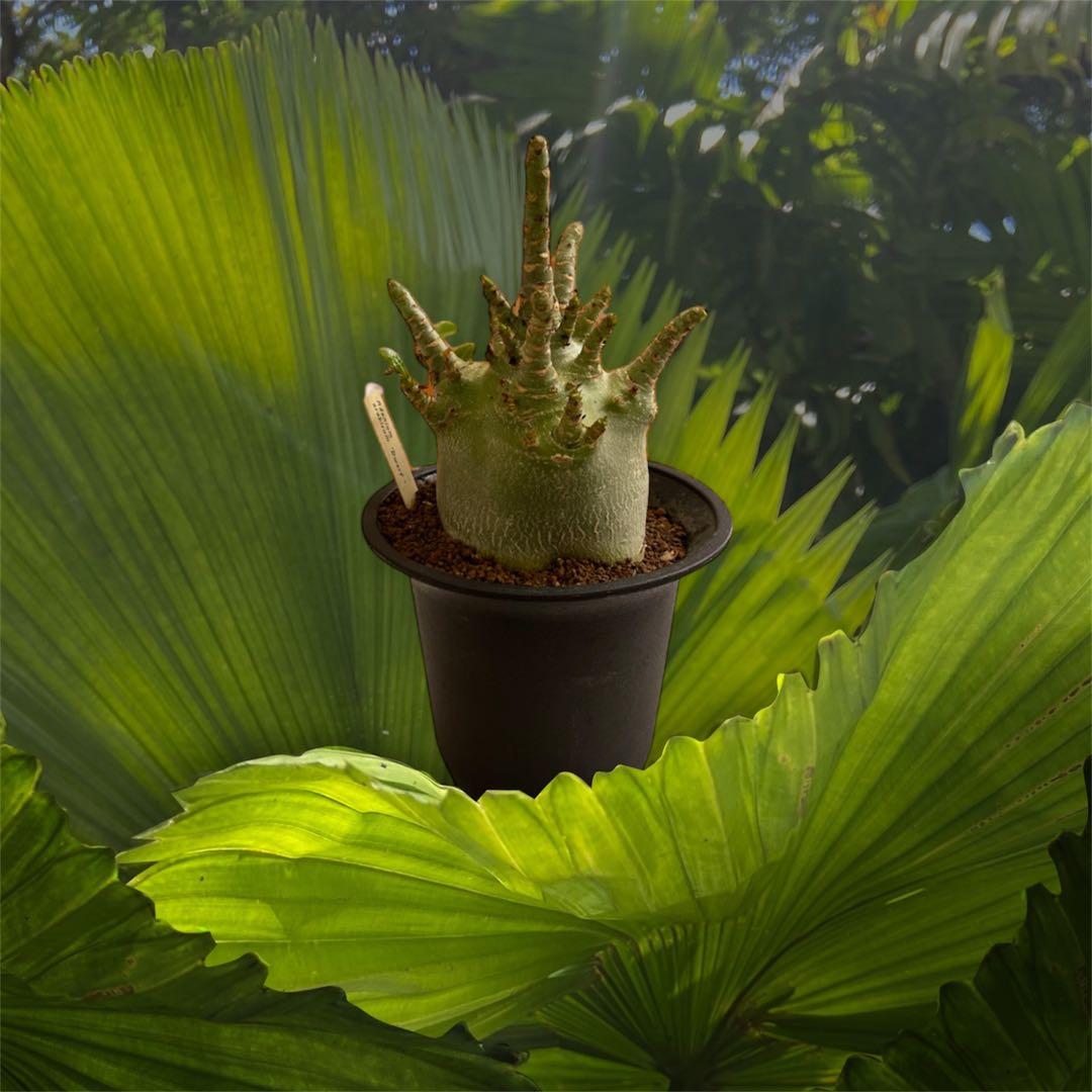 塊根植物 arabicum dwarf アデニウムアラビカム ドワーフ