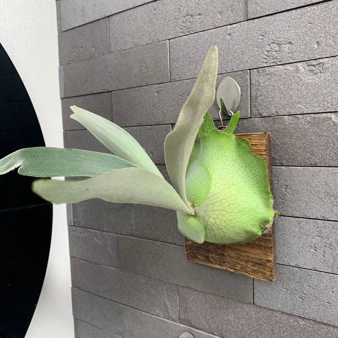 P.Elsa spore エルサ スポア 板付 ビカクシダ