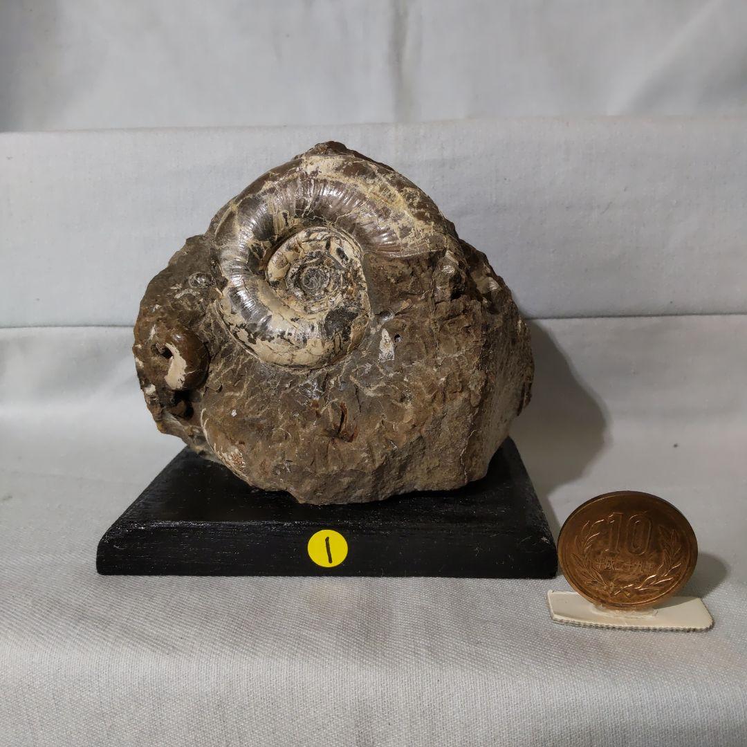 北海道アンモナイト化石、夏休み特別出品、正常巻・異常巻・貝化石、計８点＋資料５点