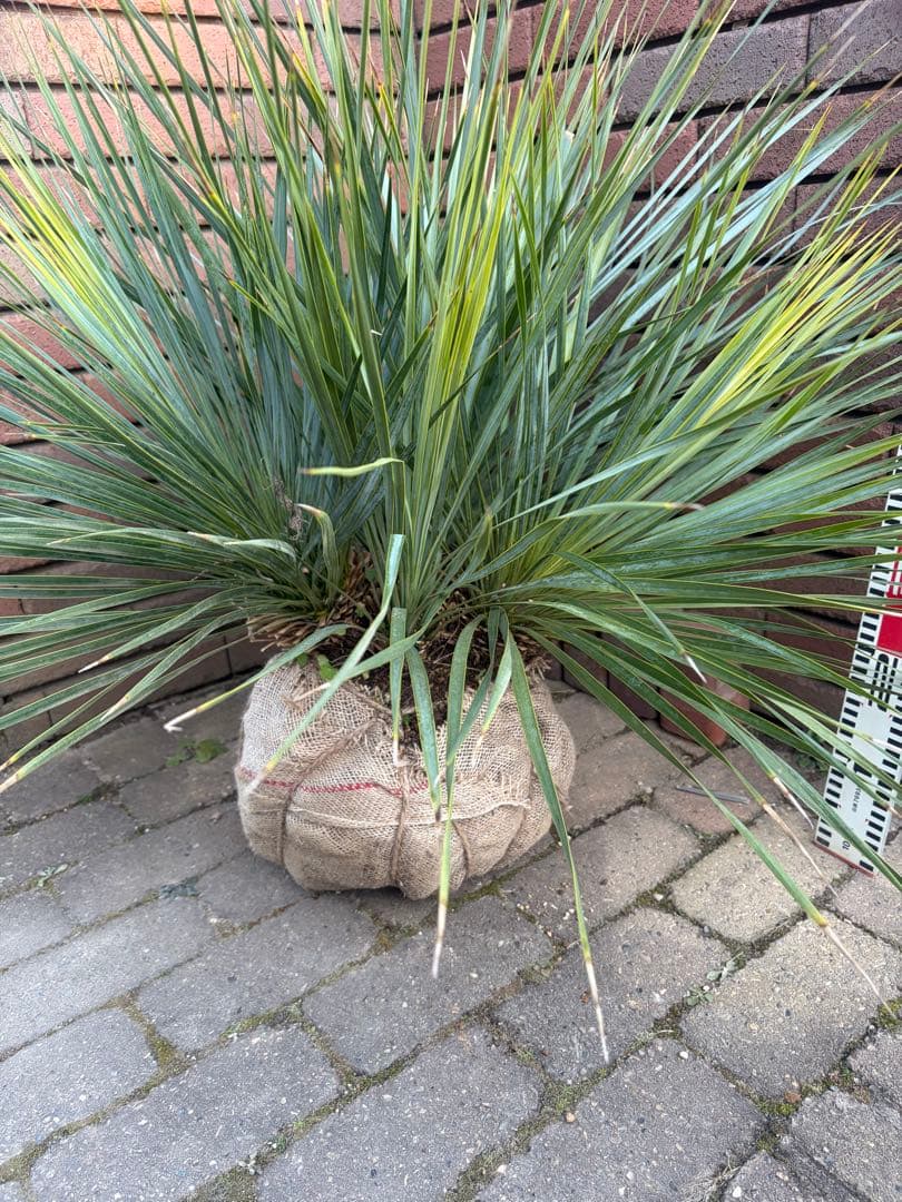 早いもの勝ち　ユッカ　ロストラータ　4本立ち