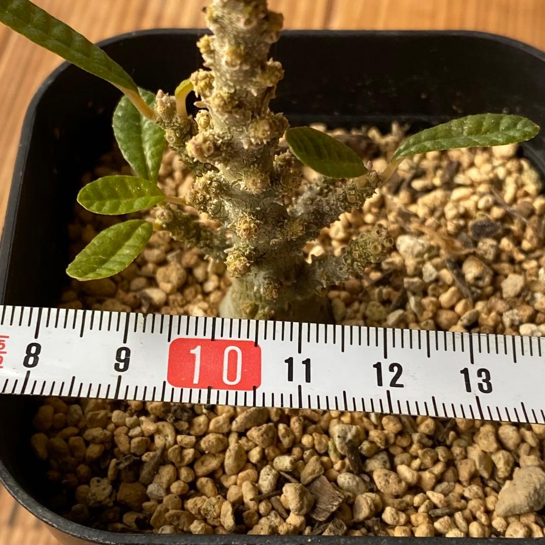 ブラータ CACTUS GREEN購入品