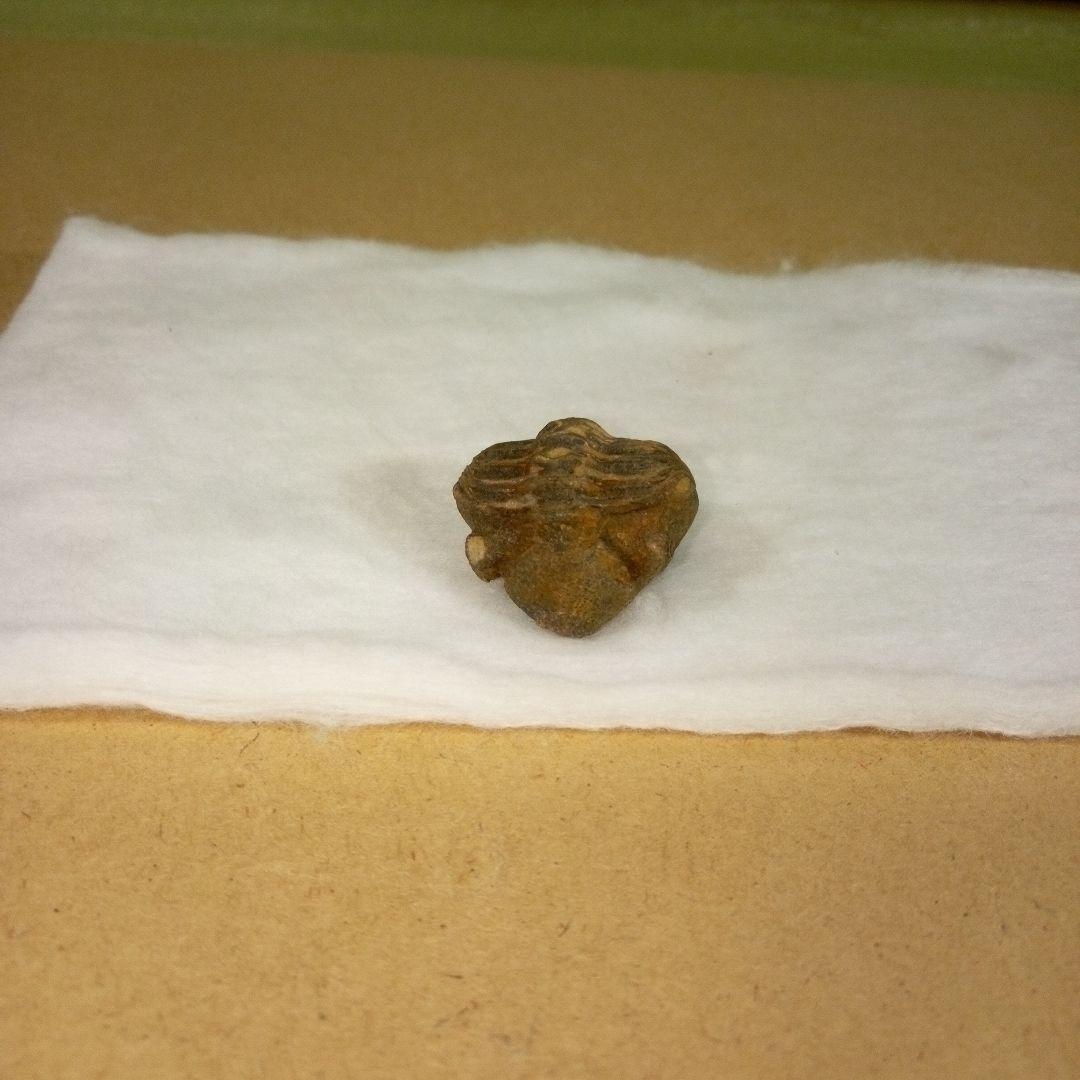 三葉虫　化石　三葉虫化石　究極のレトロ　fossil　ボリビア産　化石管理番号⑰