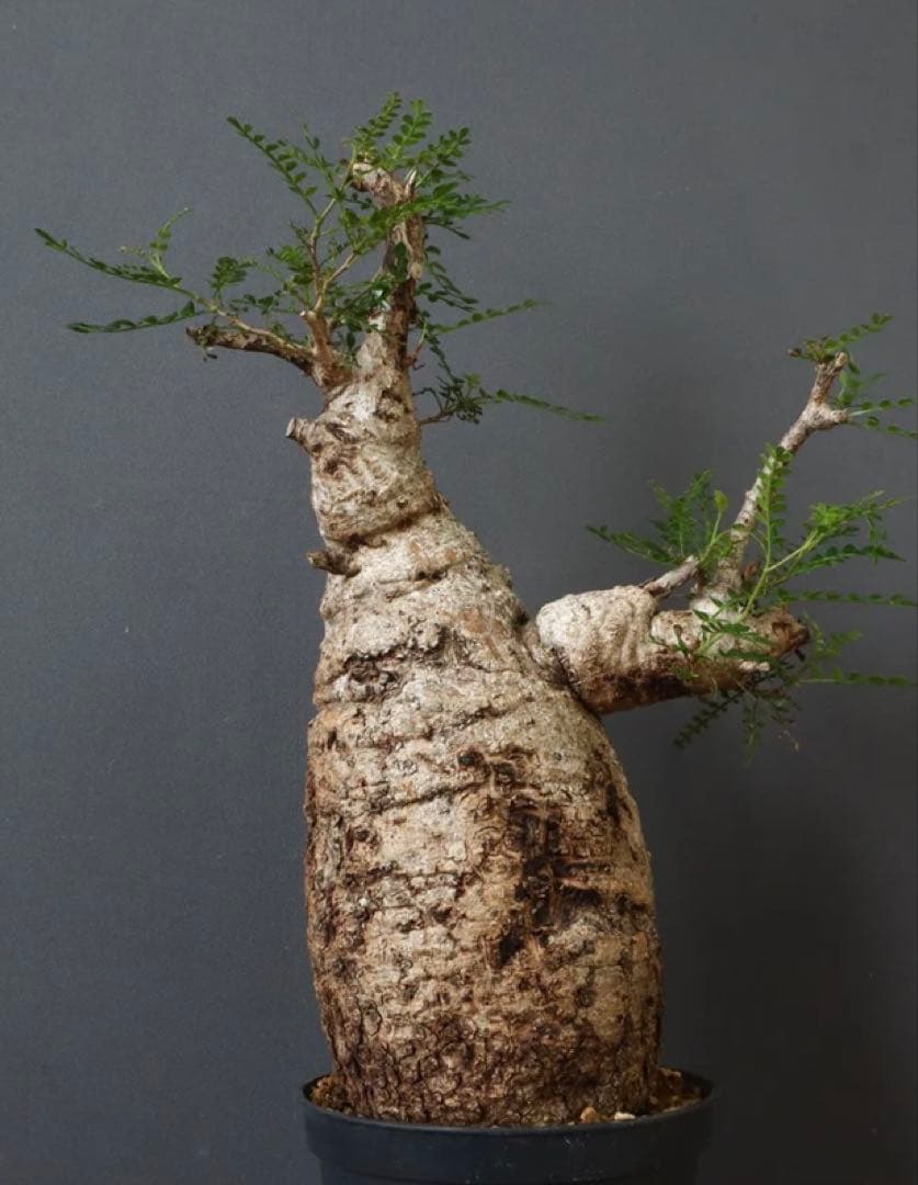 うったんさん専用　オペルクリカリアパキプス　発根済株　現地球