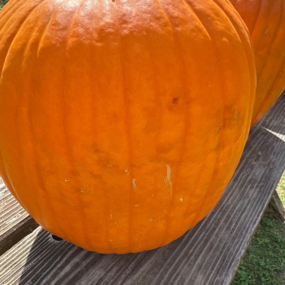 【みかんその2】ハロウィンかぼちゃ　本物