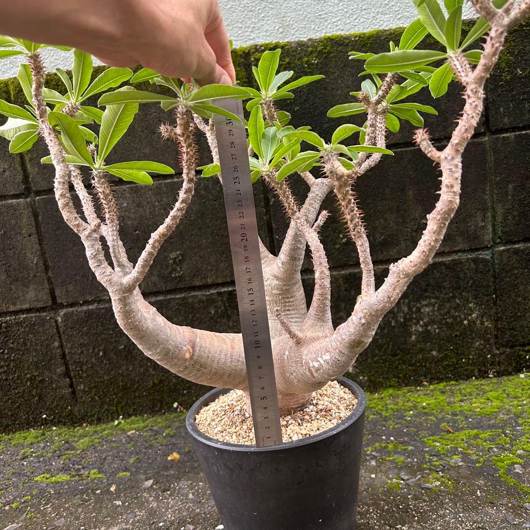 パキポディウム マカイエンセ 現地球 特大株 塊根植物 ビザールプランツ