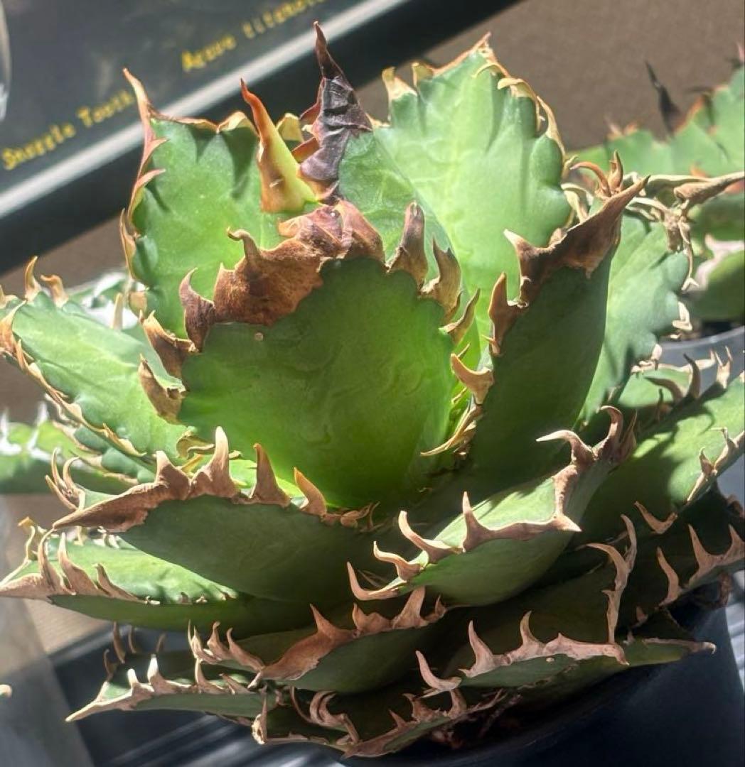 限定品！アガベチタノタレッドヴェノム（極上株）超S級激レアsuperイラン大株！