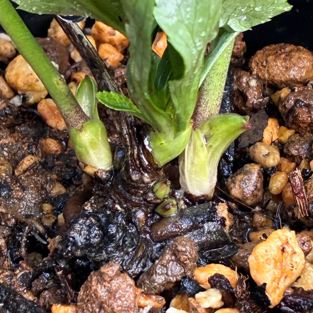 の*ん様 ☘️唯一無二☘️開花株❤️根充実❤️沢山新芽葉ワサワサ元気株❤️321