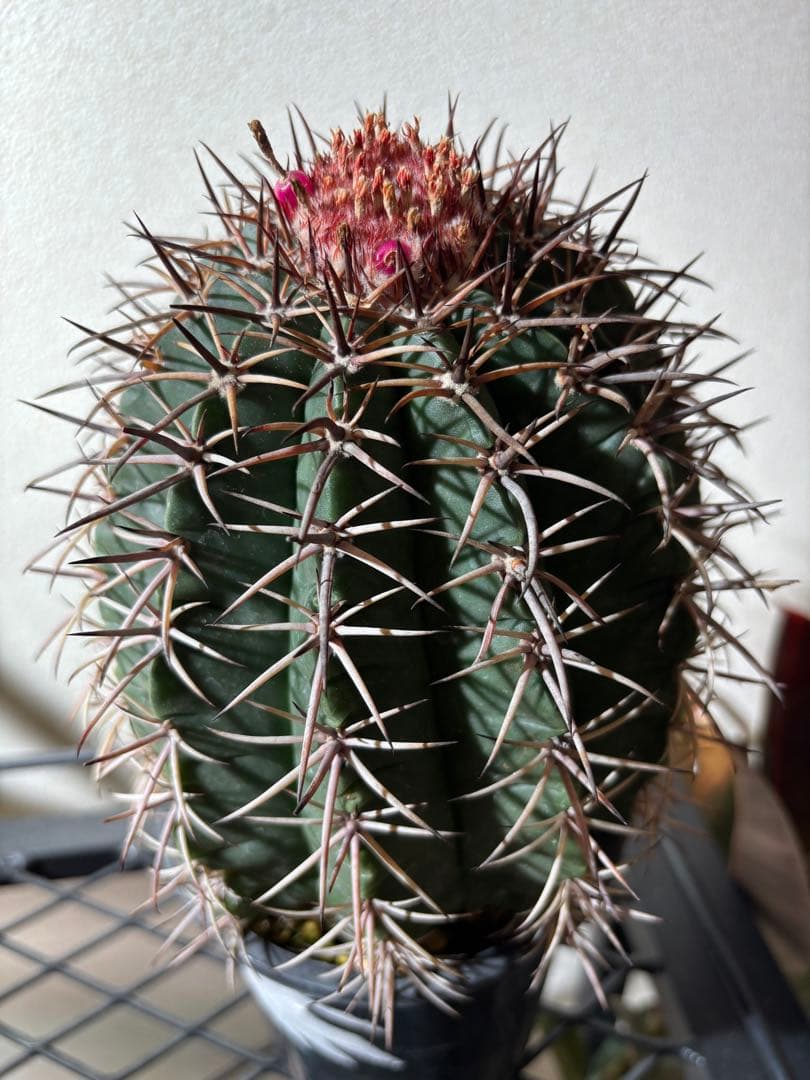 【レアプランツ】メロカクタス ネリィ巻雲 特大 大株 花台付き 珍種 サボテン