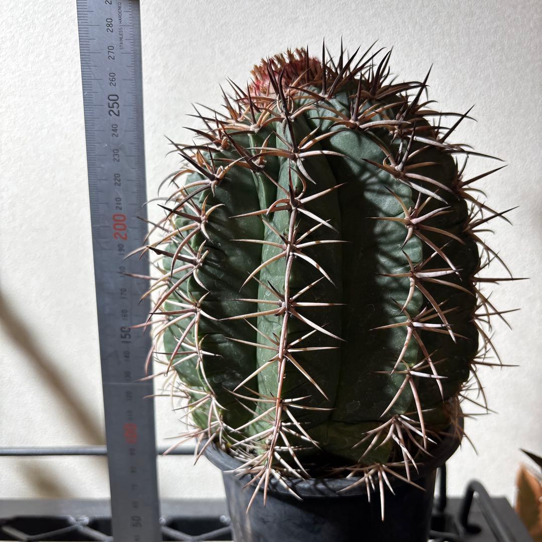 【レアプランツ】メロカクタス ネリィ巻雲 特大 大株 花台付き 珍種 サボテン