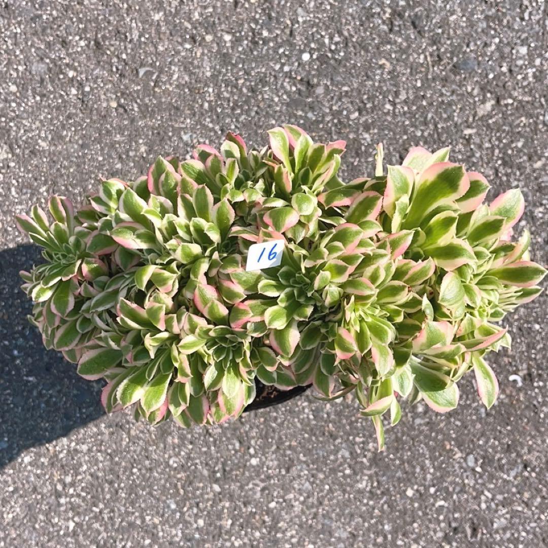 16 #多肉植物❤️アエオニウム錦❤️ ピンクウィッチ セッカ❤️1大頭26cm拔き苗