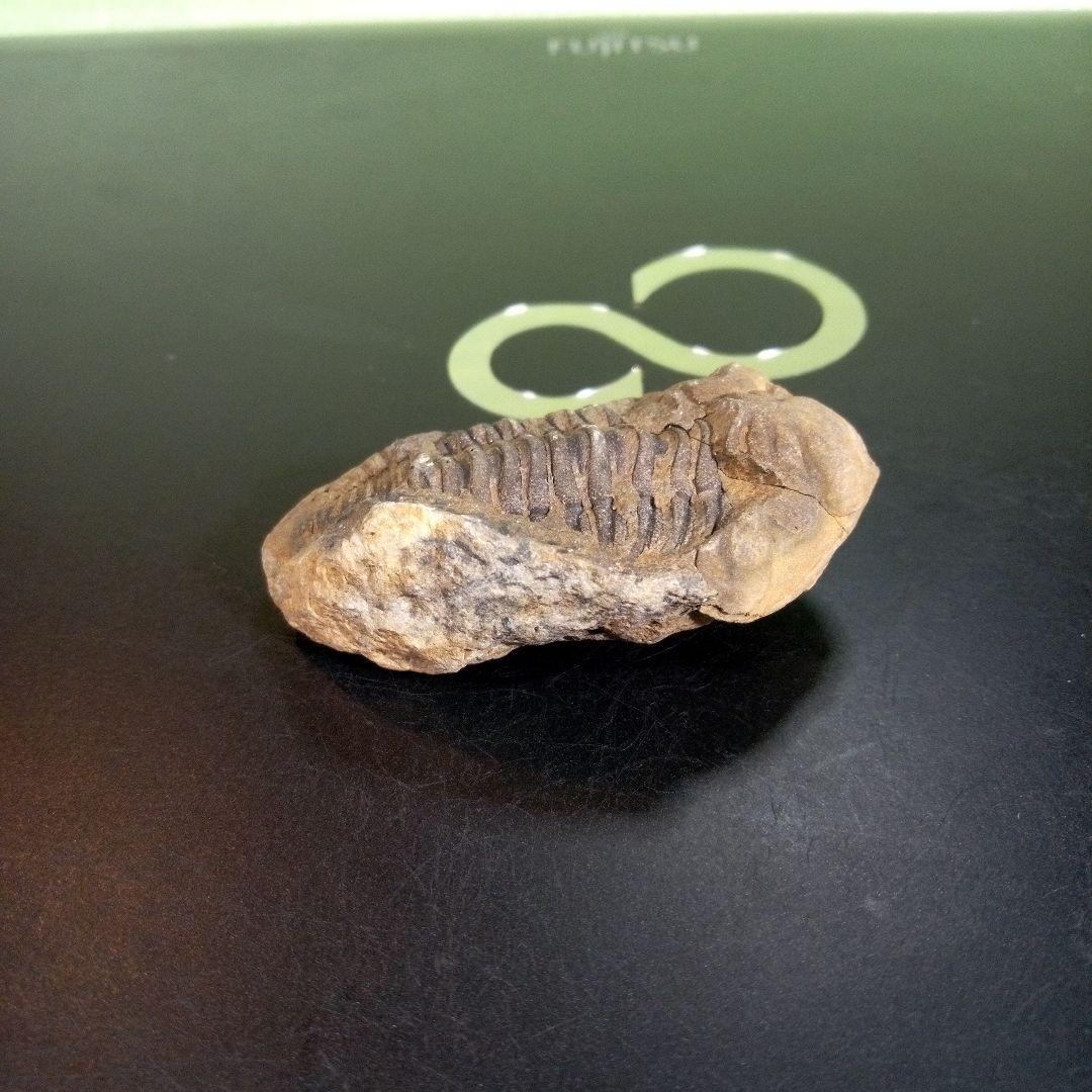 三葉虫　化石　fossil　ボリビア　trilobite　三葉虫綱　三葉虫管理⑦