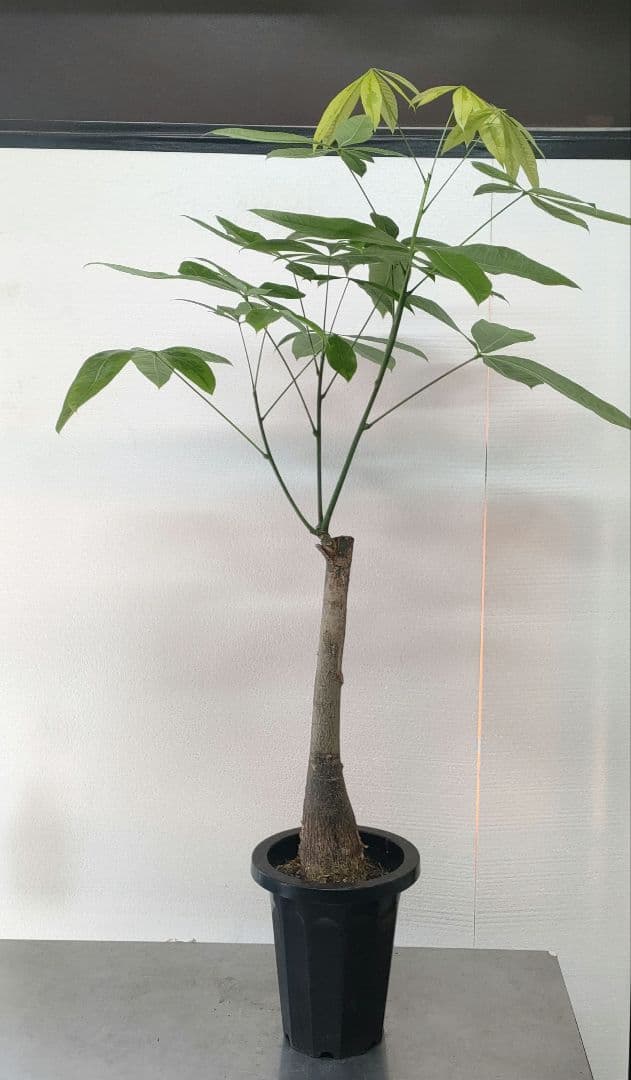 パキラ パキラムーンライト　斑入りパキラ　７号鉢