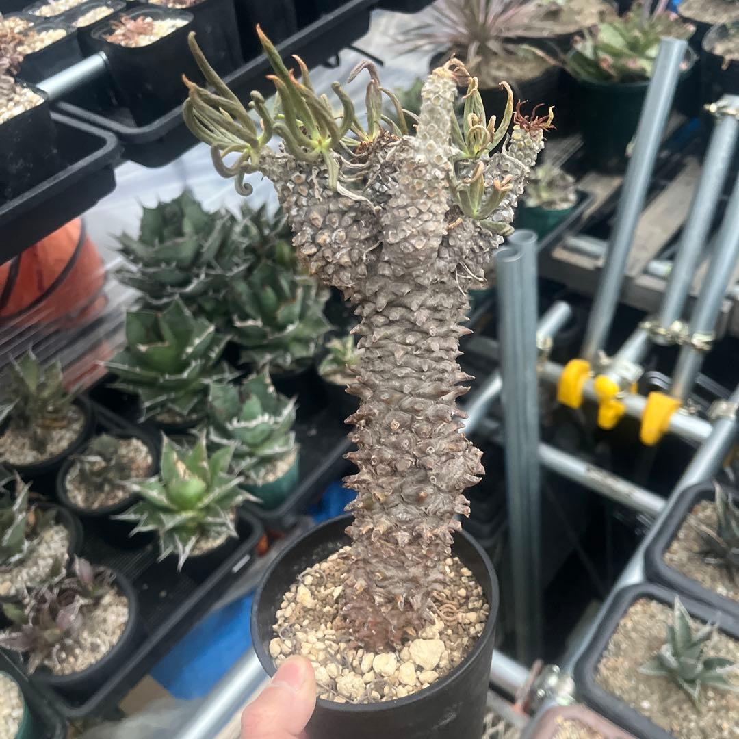 チレコドン　ワリチー　大株　当方にて3回夏越し株