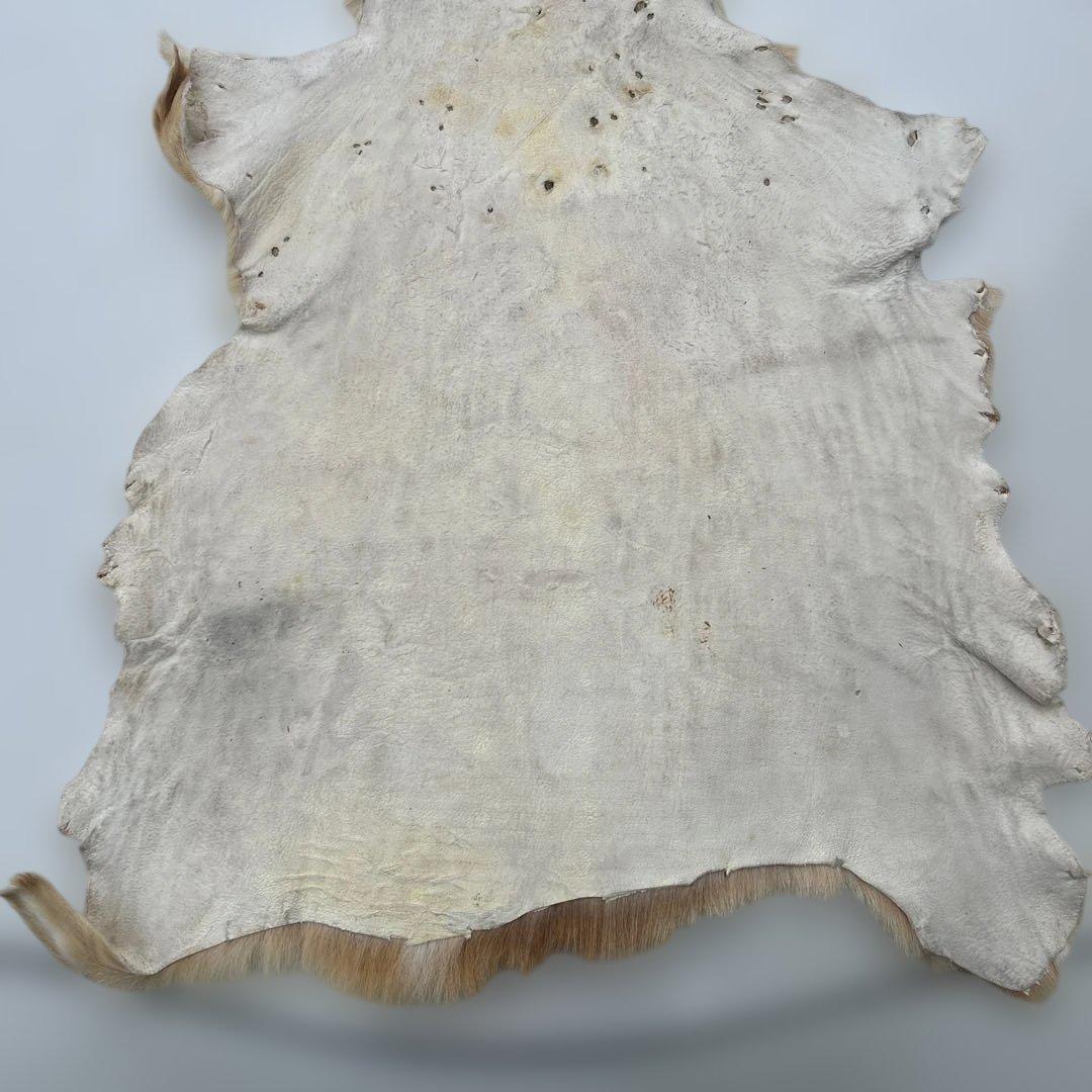 鹿の皮ベージュと白のグラデーション