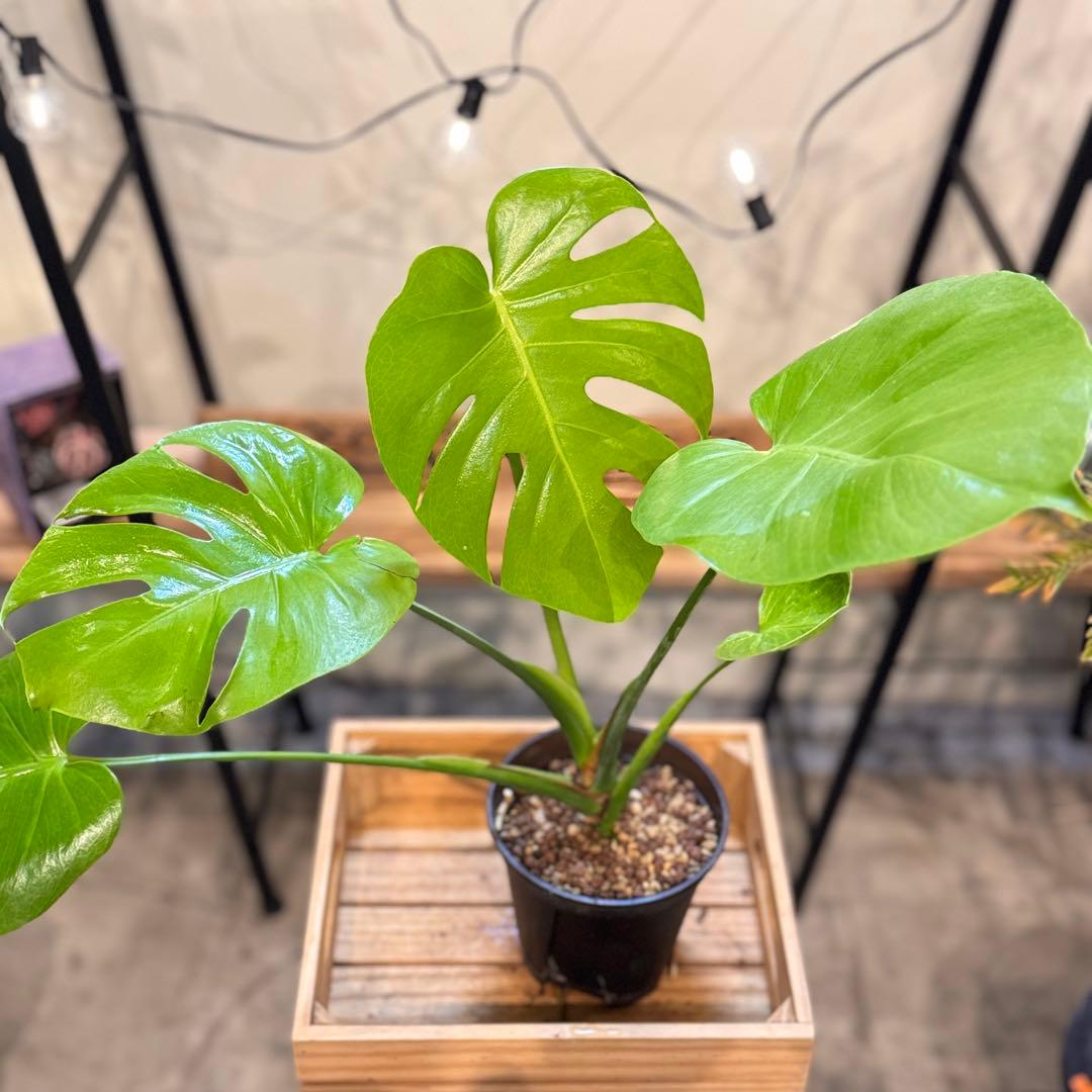 30 モンステラ　デリシオーサ　‘イエロームーン’ 黄金葉　ライム色