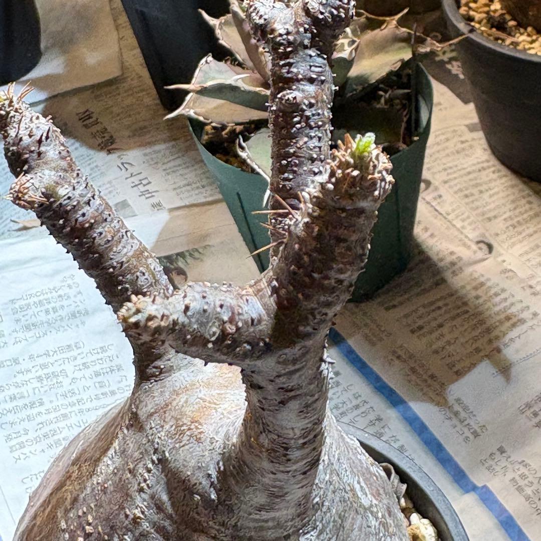 パキポディウム・グラキリス⑦ 発根済み　現地球