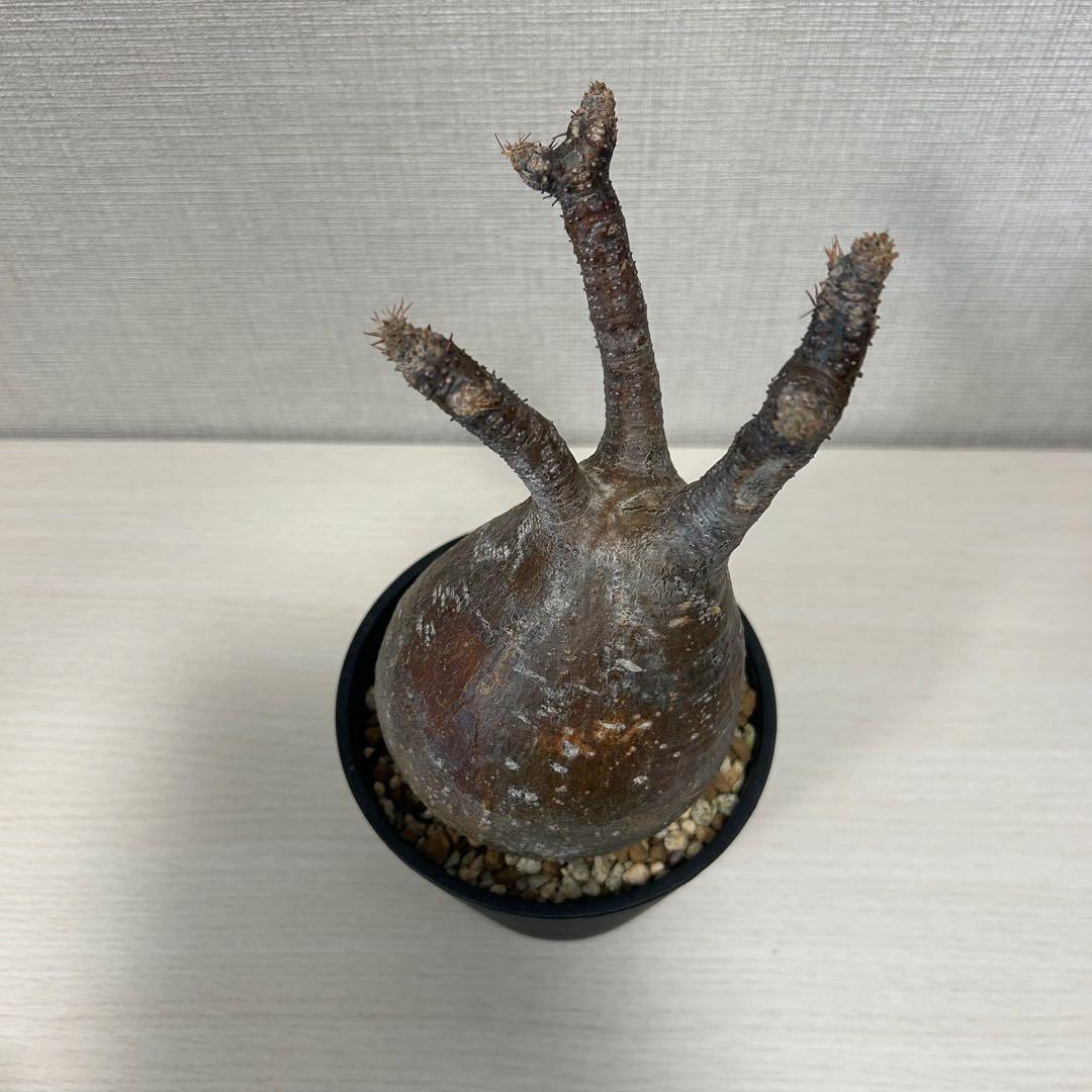 パキポディウム・グラキリス⑦ 発根済み　現地球