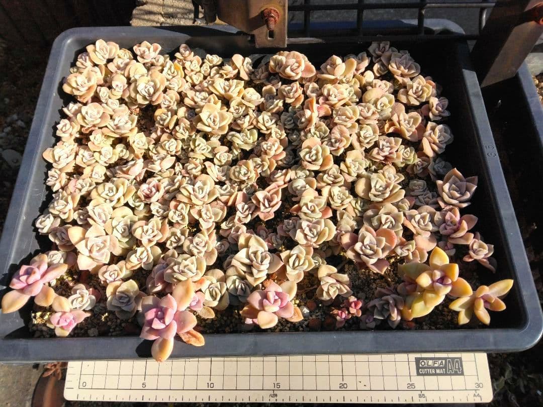 ラブリーローズピンク約150カット苗（とても小さな苗あり、ラブリーローズ苗のみ）