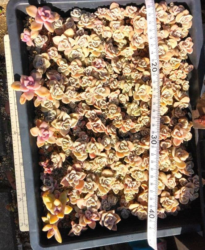 ラブリーローズピンク約150カット苗（とても小さな苗あり、ラブリーローズ苗のみ）