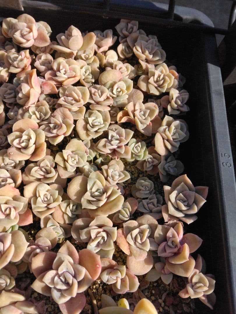 ラブリーローズピンク約150カット苗（とても小さな苗あり、ラブリーローズ苗のみ）