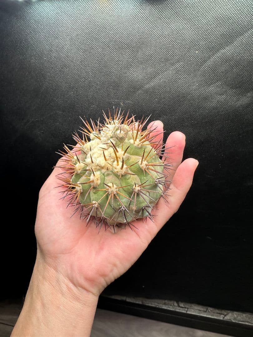 【サボテン_コクオウマル】黒王丸 特大 接ぎおろし １ 発根済