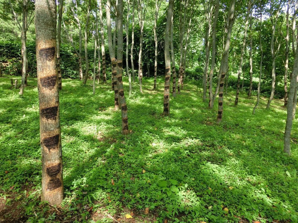 国産漆　浄法寺塗　末椀３客セット　民藝 日本製　三浦春馬