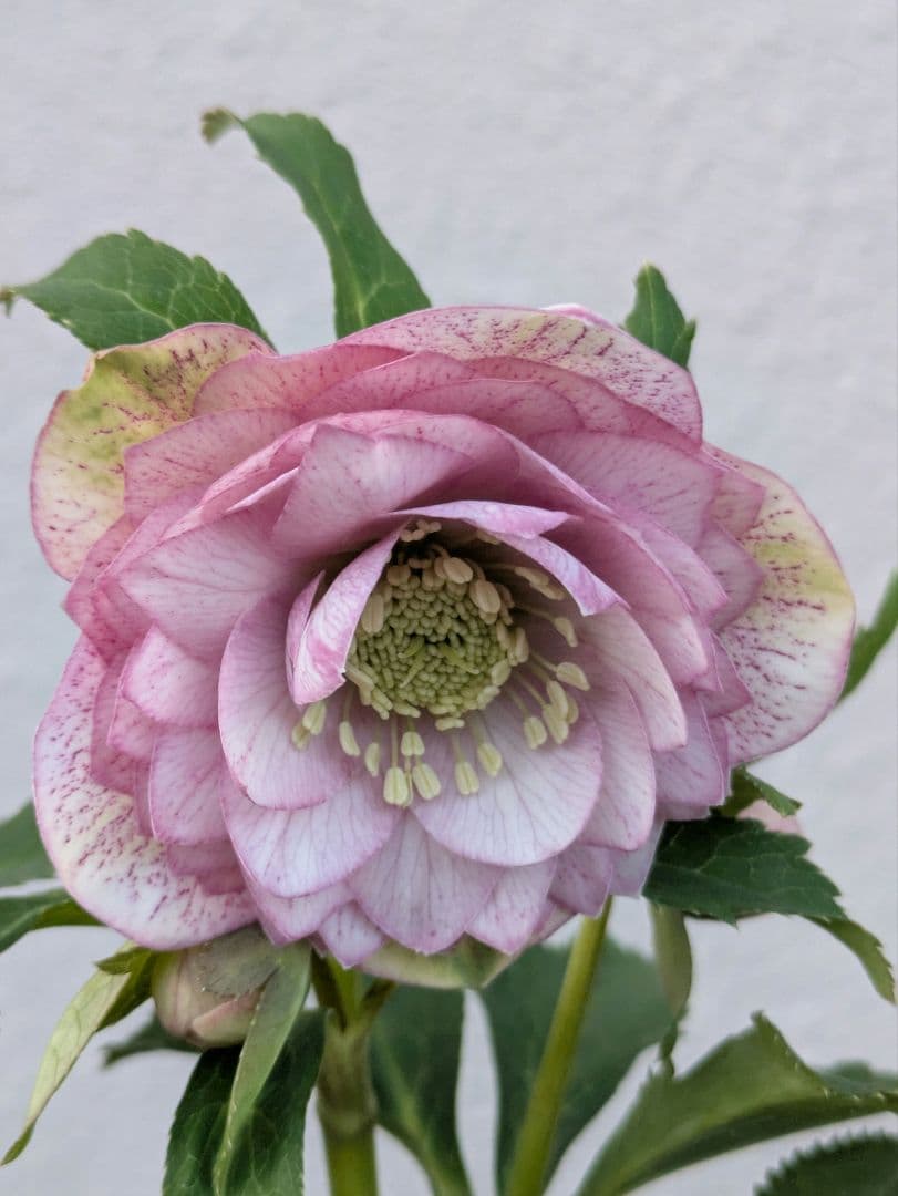 広瀬園芸 クリスマスローズ　オーレア系アンティークピンクベイン多弁花 開花株